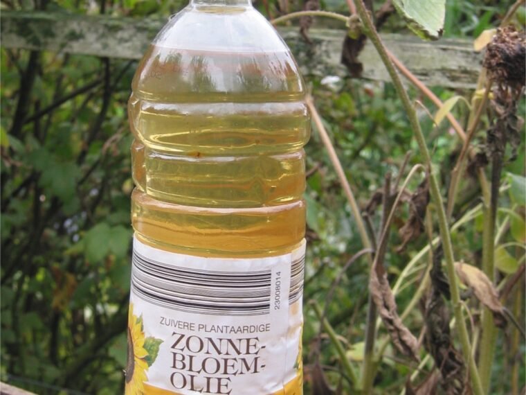 A bottle of sunflower oil photographed beside sunflower plants.